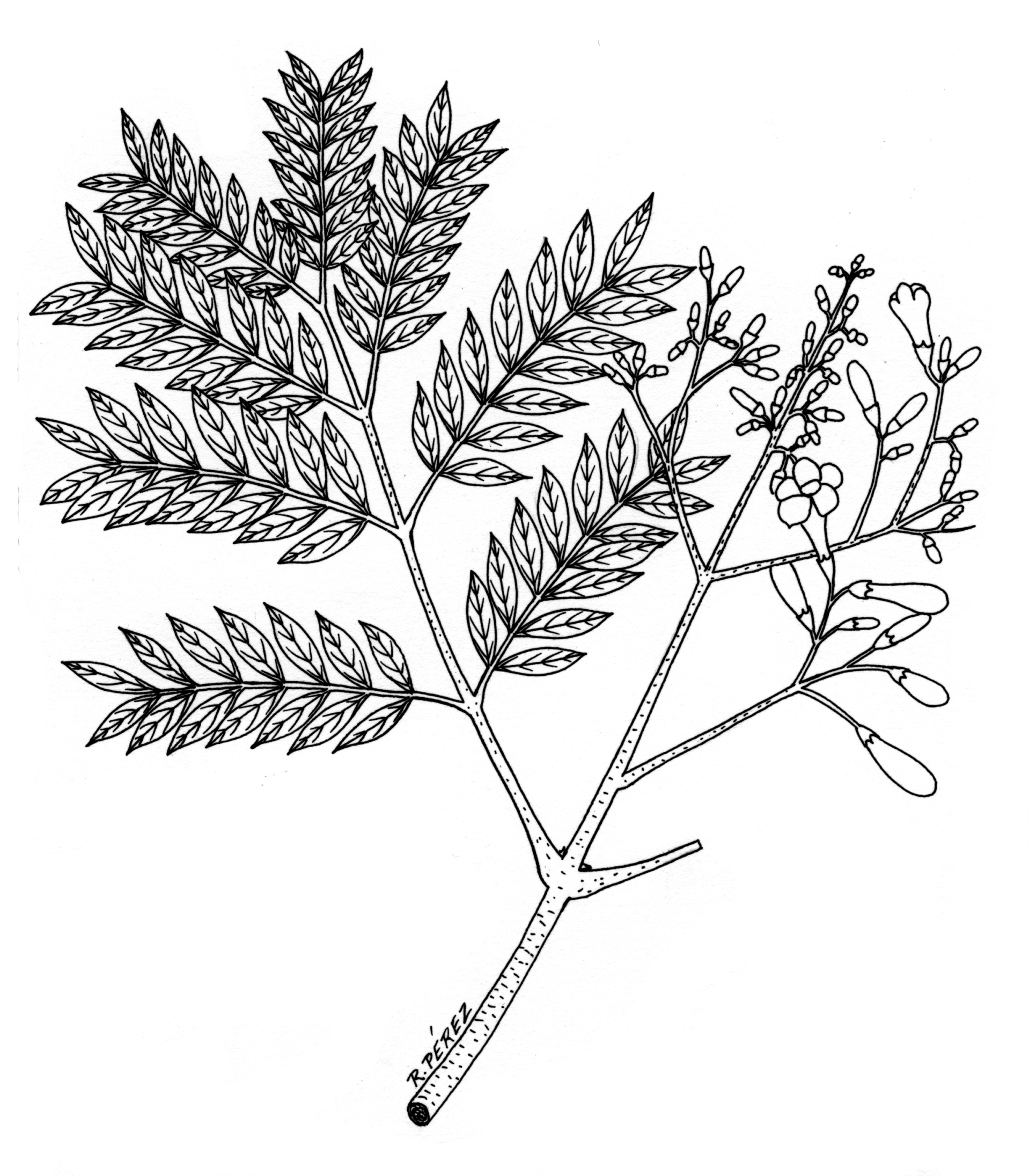 1918x2191 Panama Watershed Tree Atlas