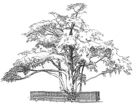 450x353 Science Of Botanical Art