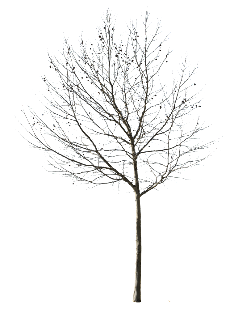 758x1000 Tree Winter Ii