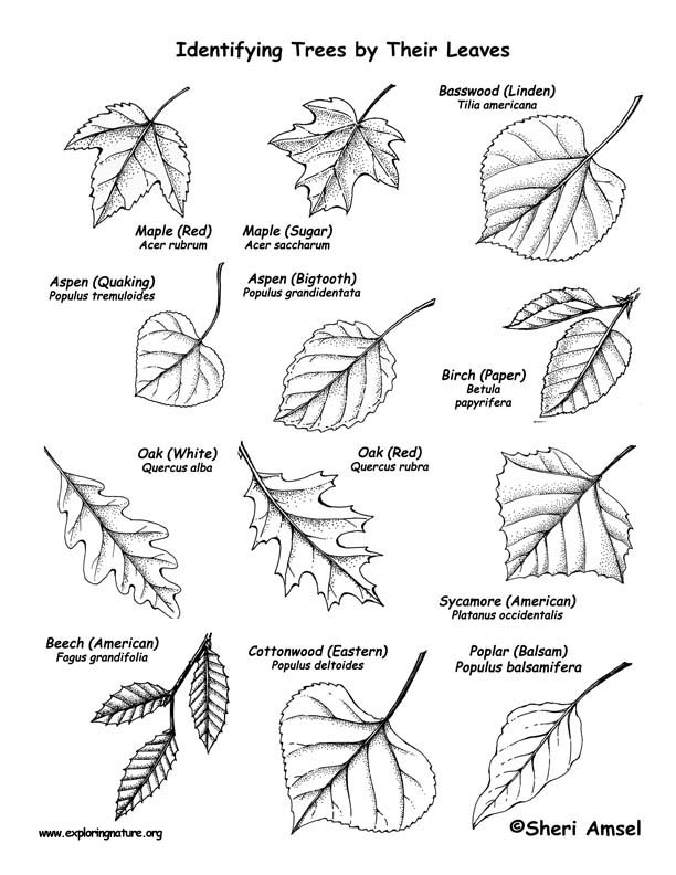 612x792 Trees (Deciduous By Their Leaves) Labeling Page