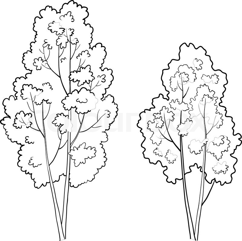 800x797 Vector, The Forest Deciduous Trees, Monochrome Contours On A White