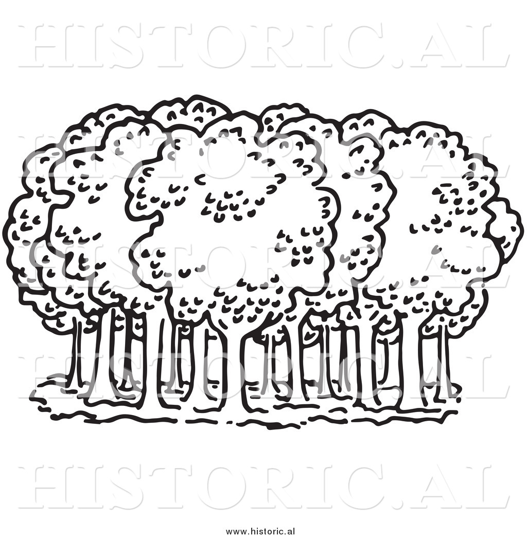 1024x1044 Clipart Of Deciduous Trees In A Forest By Picsburg