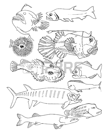 365x450 Scary Fish. Hand Drawn Royalty Free Cliparts, Vectors, And Stock