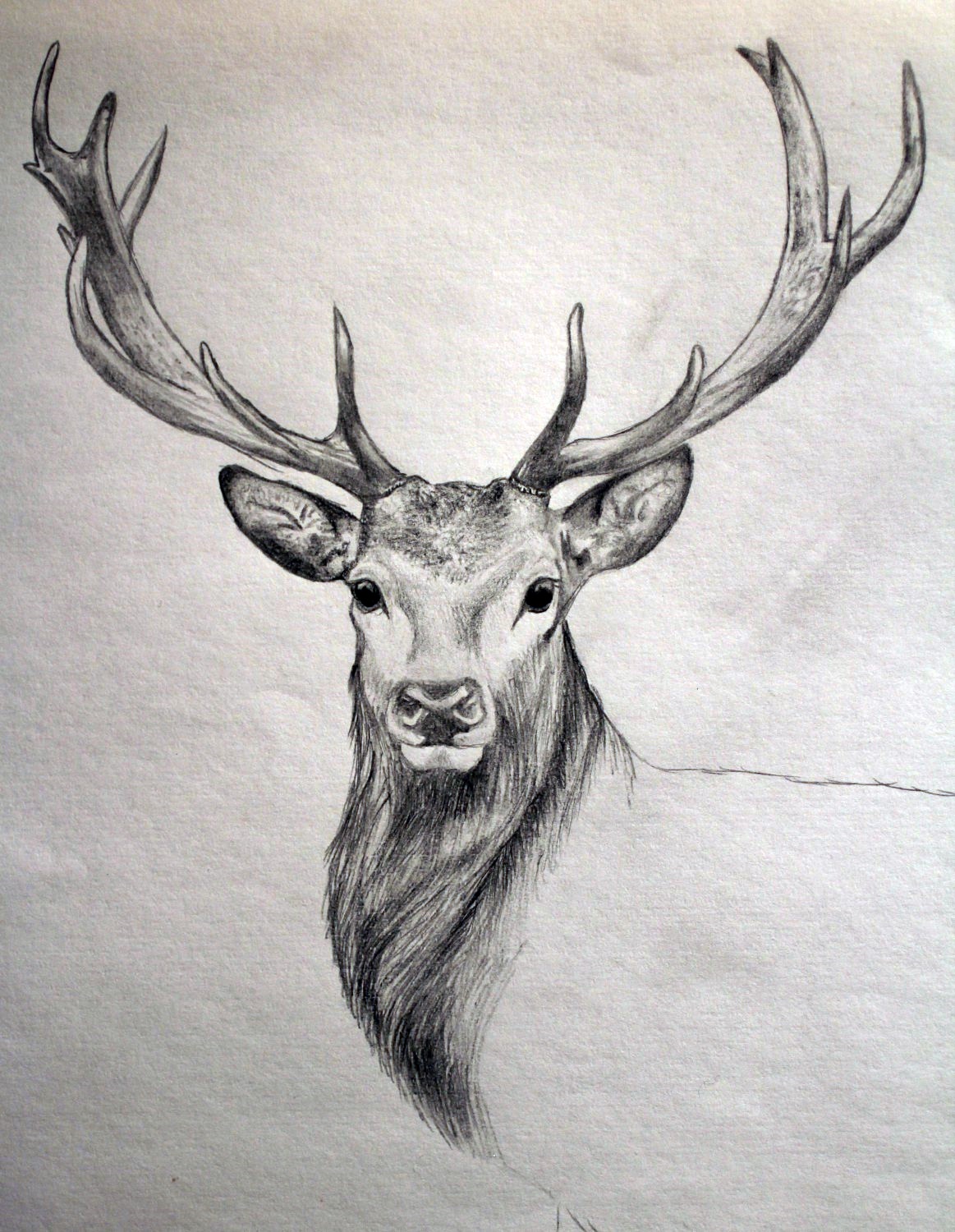 1163x1500 Deer Drawings