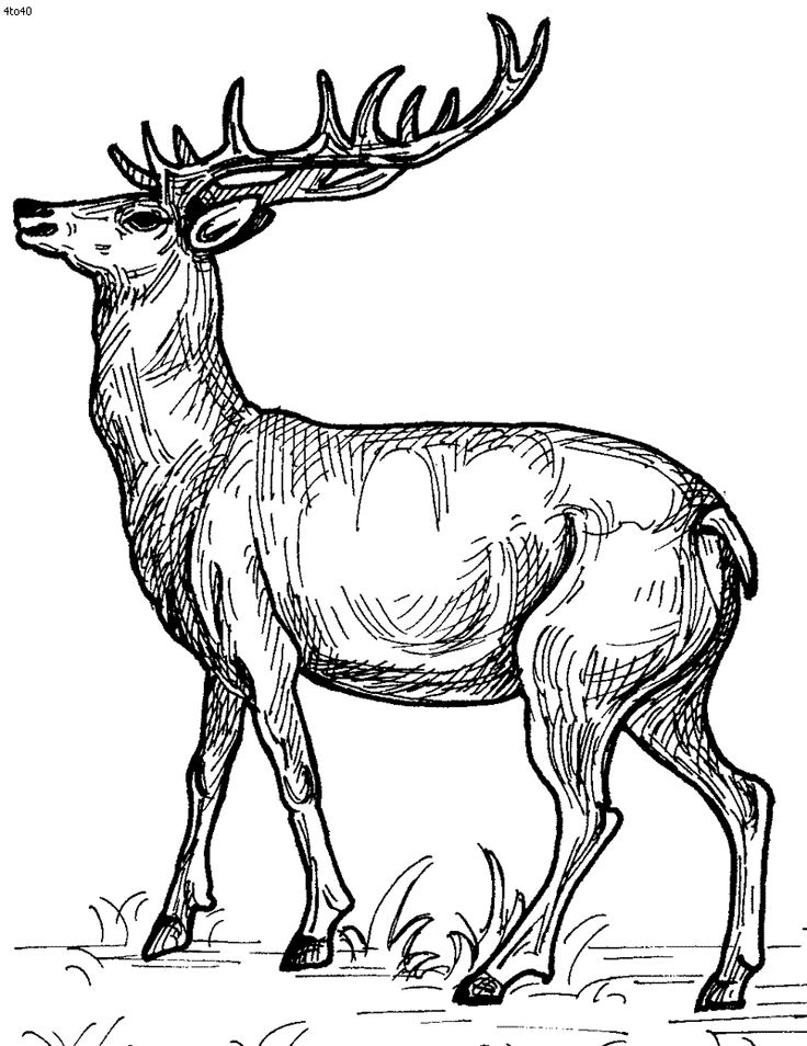736x954 Drawn Deer Dear Animal