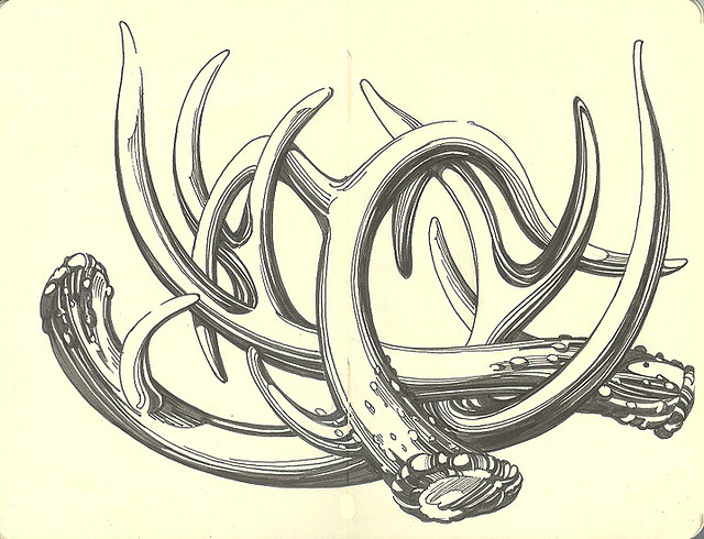 640x490 A Pair Amp A Half Of Deer Antlers Antlers, Art Reference And Doodles