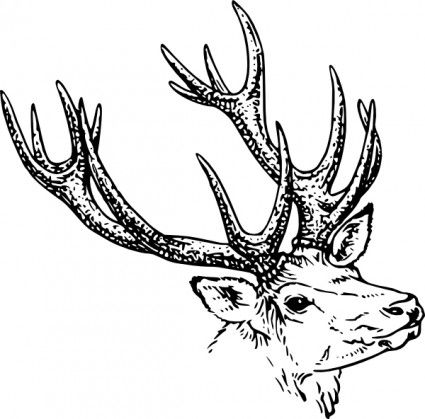 425x419 67 Best Antlers Images On Elk, Moose Head And Antler