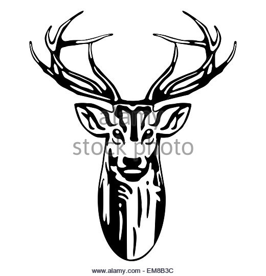 520x540 Deer Antlers Black White Stock Photos Amp Deer Antlers Black