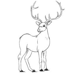 250x250 Deer Drawing, Pencil, Sketch, Colorful, Realistic Art Images