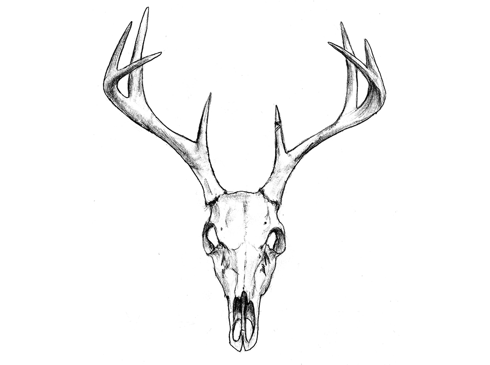 Deer Antlers Drawing at GetDrawings | Free download