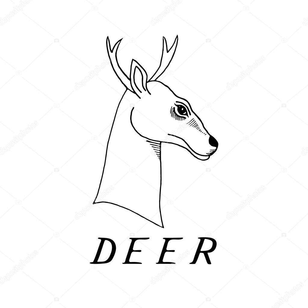 1024x1024 Hand Draw A Deer Head With Antlers Stock Vector