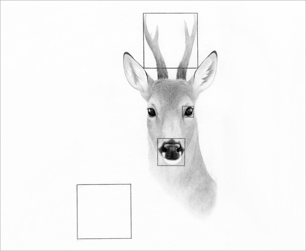 Deer Drawing