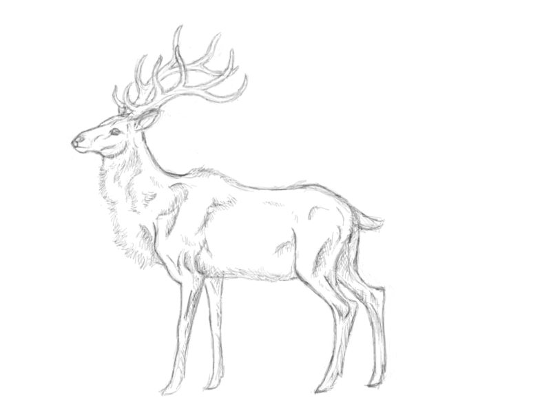 800x600 Deer Sketch By Liloup