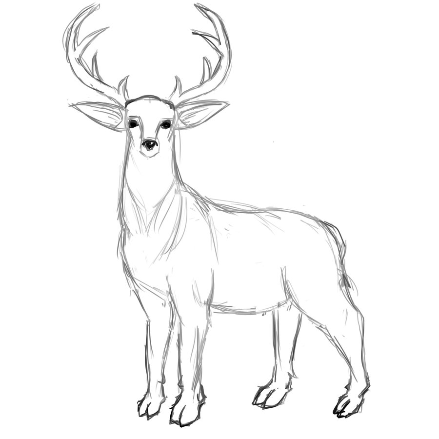 900x900 Deer Sketch By Ilartist