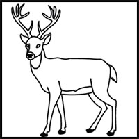 200x200 How To Draw Deer Drawing Tutorials Amp Drawing Amp How To Draw Deer