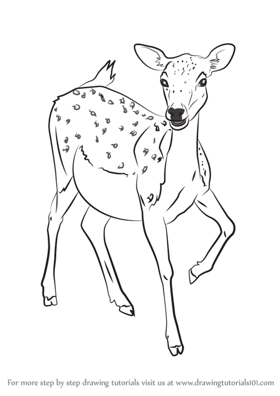 566x800 Learn How To Draw A Baby Deer (Zoo Animals) Step By Step Drawing