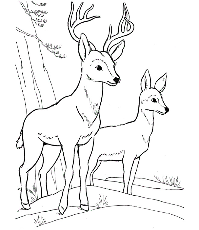 660x763 Deer Coloring Pages