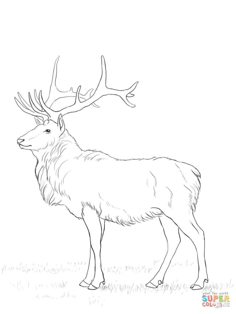 824x1096 Deer Coloring Page Free Printable Coloring Pages