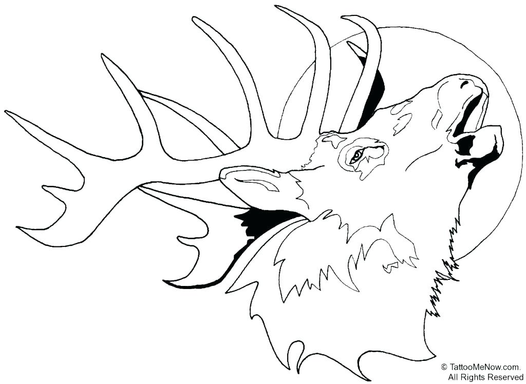 1024x748 Baby Deer Coloring Pages Baby Deer Coloring Pages How To Draw A By