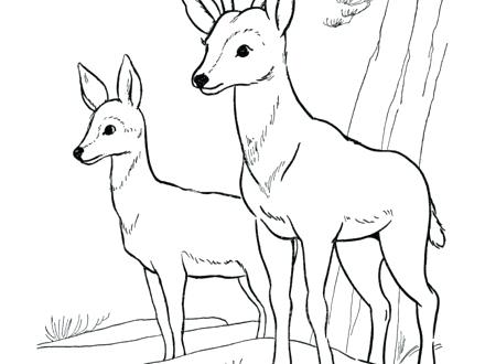 440x330 Deer Coloring Pages Deer Ng Pages For Kids Deer Ng Picture