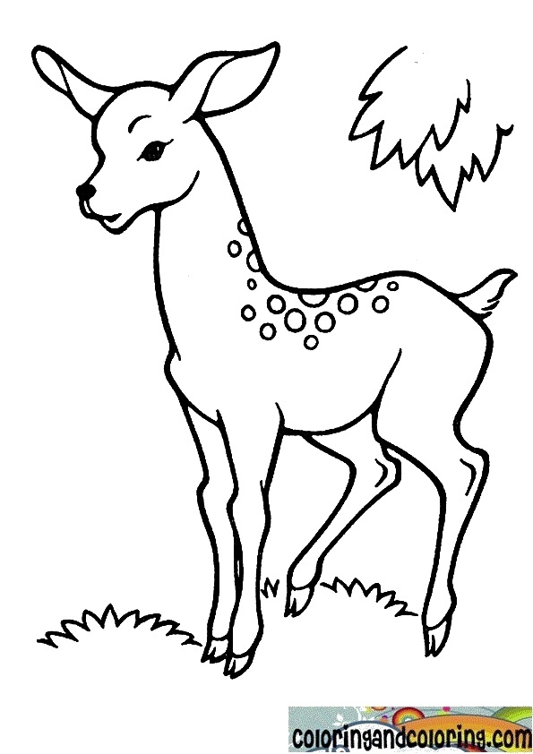 595x842 Deer Drawing For Kids Pics
