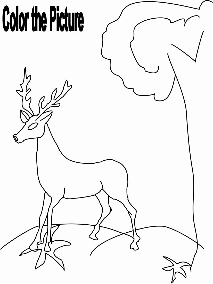 826x1100 Deer Coloring Page For Kids