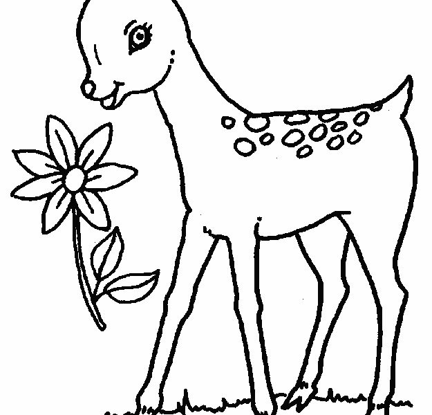 625x600 Coloring Picture Of Deer Deer Coloring Page Animals Town Free Deer