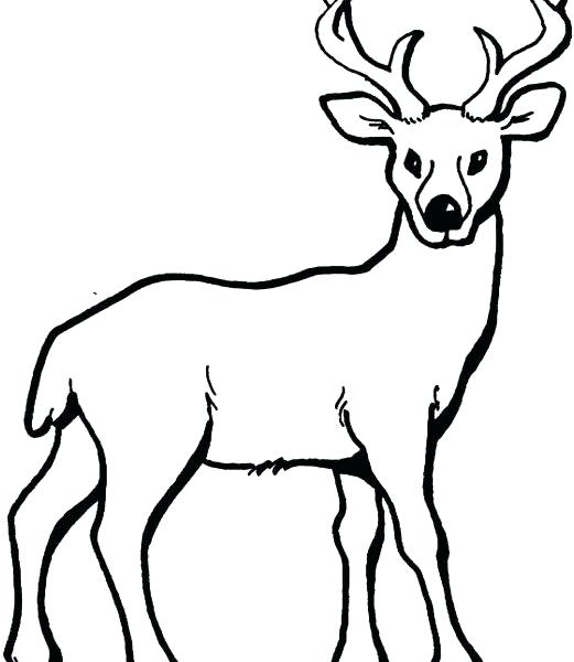 521x600 Deer Coloring Picture Draw Coloring Pages Deer Fresh On Property