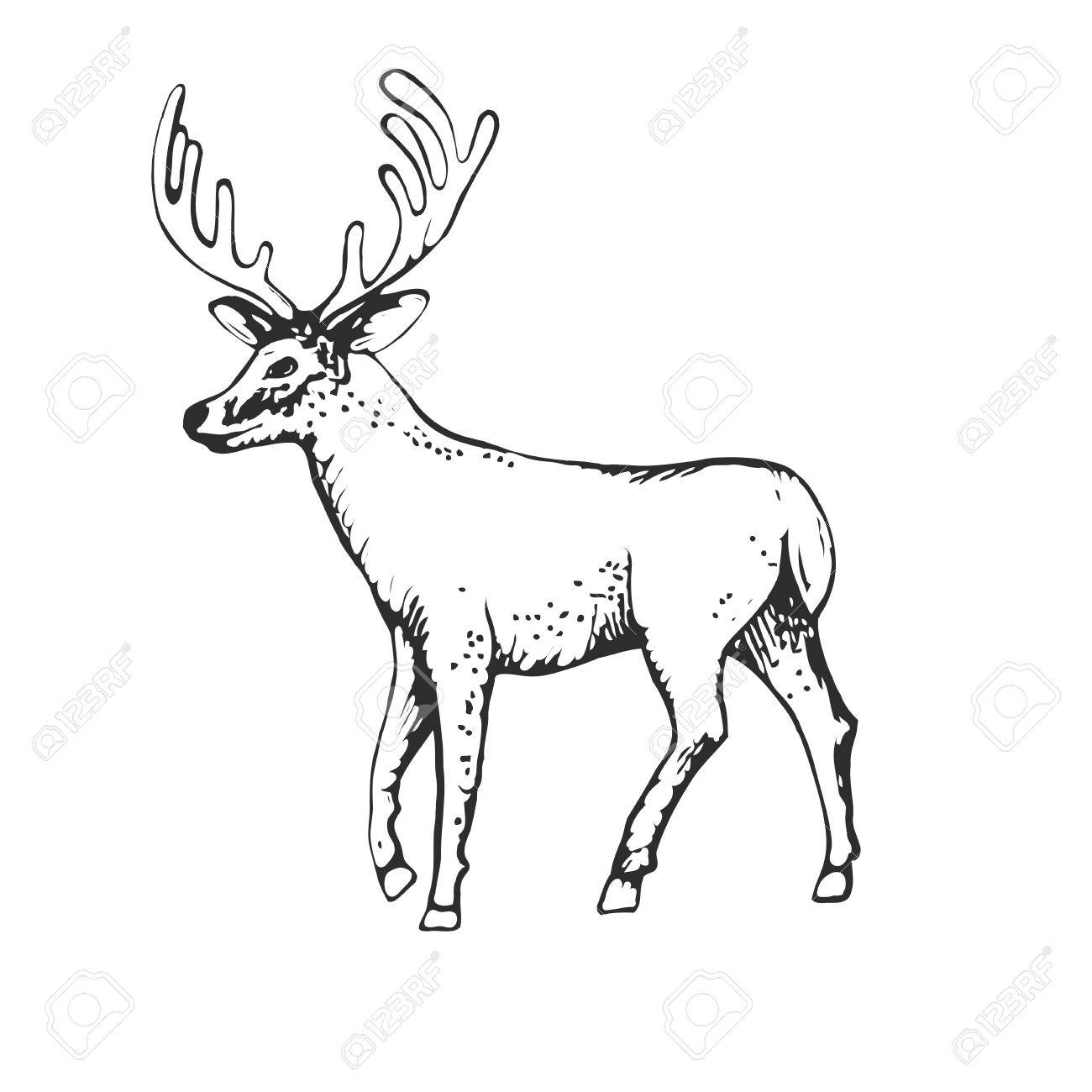 1300x1300 Deer Engraving Style, Vintage Illustration, Hand Drawn, Sketch