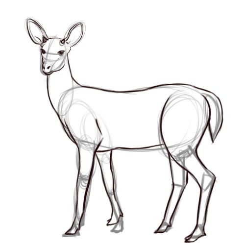 500x500 How To Draw A Deer (With Pictures)