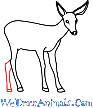 300x350 How To Draw A Mule Deer
