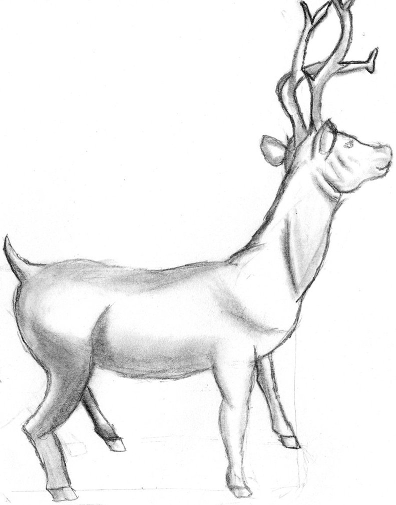 791x1010 Animal Drawing