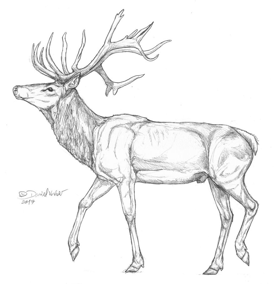 880x908 Red Deer By Gredinia