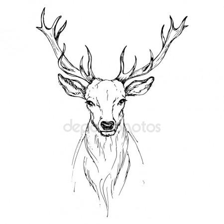 450x450 Vector Sketch By Pen Noble Deer Front View Stock Vector