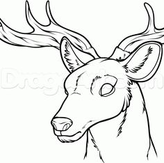 236x234 How To Draw Deer Step 23 Sketches! Drawings, Deer