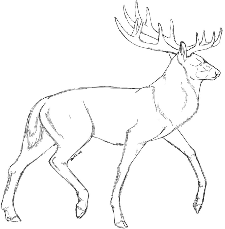 887x901 Stag Sketch By Sockfuzzy