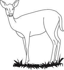 215x234 Image Result For Antelope Outline Drawings For Kids Doe Deer