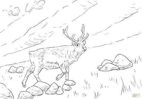 476x333 Deer Head Coloring Pages Printable Coloring Pages Kids Colouring