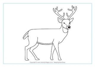 320x226 Deer For Kids