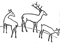 254x184 How To Draw Deer Step By Step Drawing Tutorial