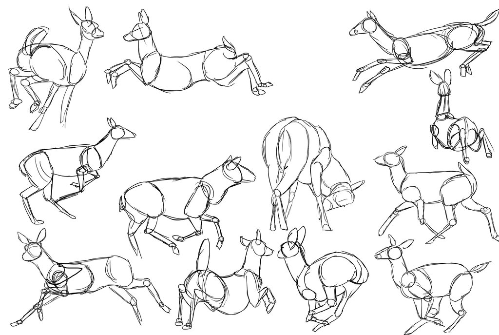 1024x687 Deer Study By Grifforik