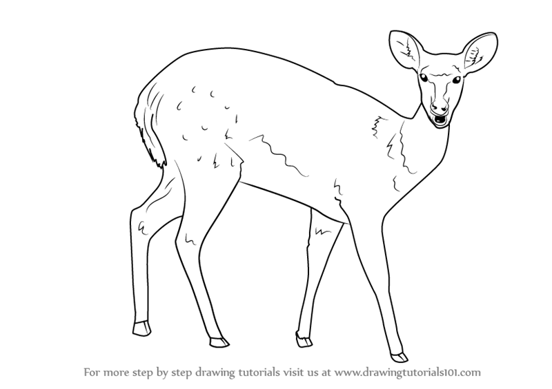 800x565 Learn How To Draw A Bushbuck (Wild Animals) Step By Step Drawing