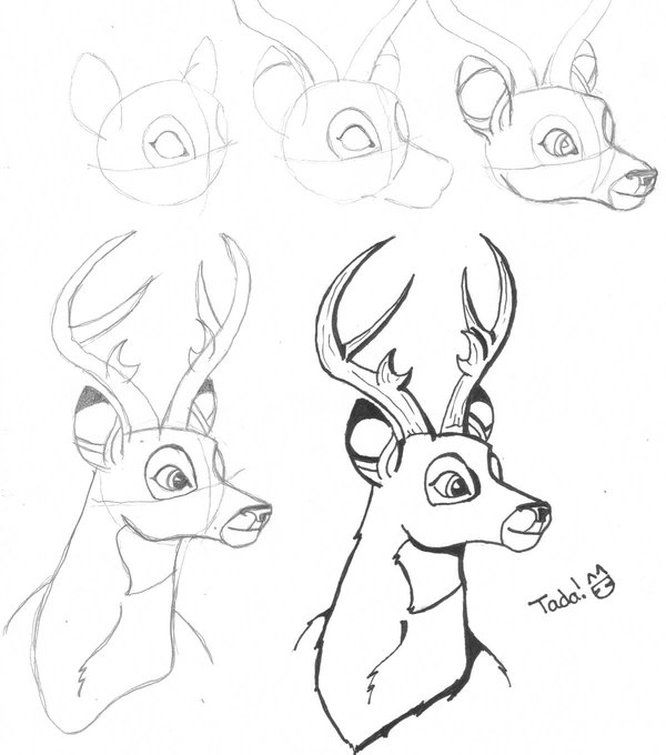 666x755 Buck Step By Step Drawing How To Draw A Deer Step By Step