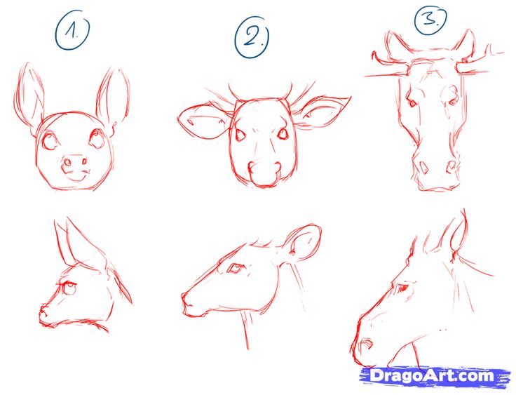 736x563 Drawing Tutorial How To Draw A Deer Step By Step. Como Dibujar