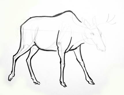 430x330 Learn How To Draw A Moose