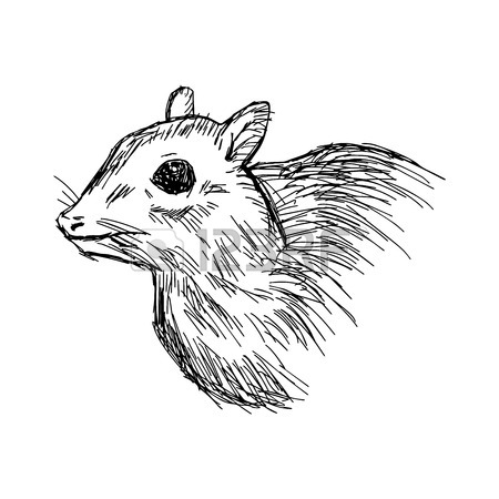 450x450 Lesser Mouse Deer Images Amp Stock Pictures. Royalty Free Lesser