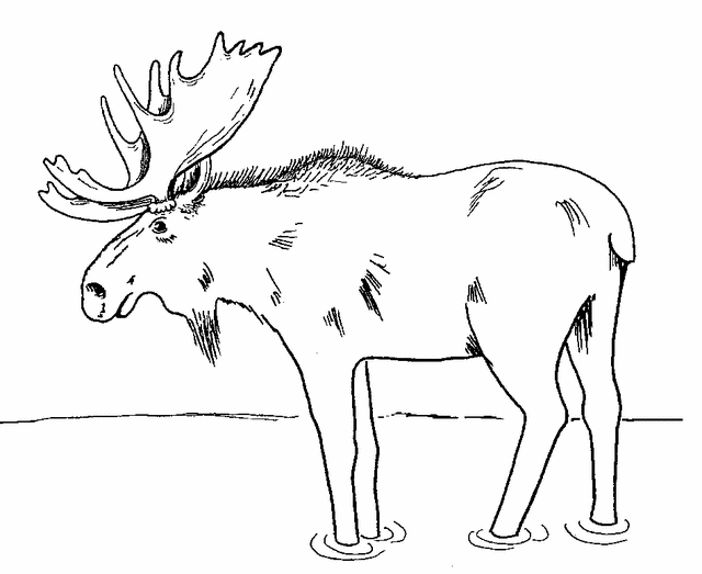 640x523 Moose Coloring Page 2