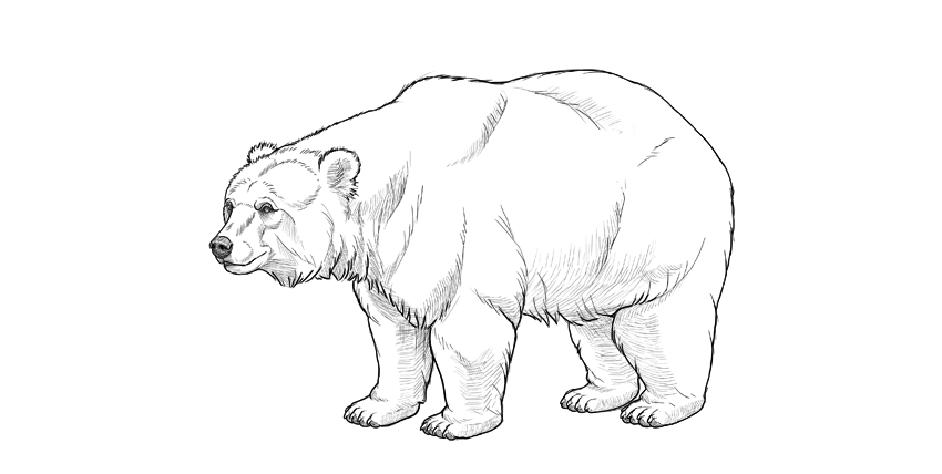 850x428 How To Draw A Bear