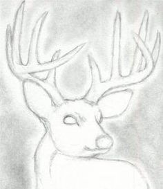 236x273 How To Draw A Deer Head, Buck, Dear Head, Step By Step, Realistic
