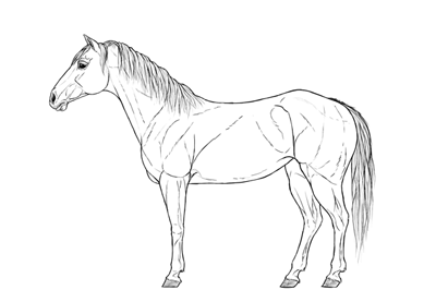 400x277 How To Draw A Deer Step By Step